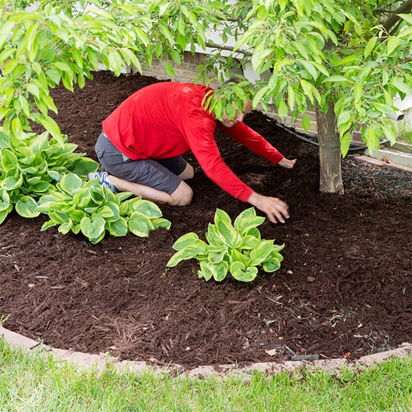 the cost for mulch installation will depend on the size of the area and the type of mulch chosen